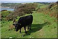 SW9939 : Cow on the Coast Path by Tony Atkin