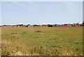 Field by the Thanet Coast Path