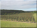 Young apple orchard near Rhode Common