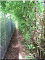 Footpath to the orchard