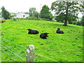 Cattle, Woodgrange Townland