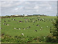 X6699 : Cattle near Rathmoylan by David Hawgood