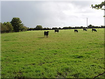 S5611 : Cattle on pasture by Knockhouse Road by David Hawgood
