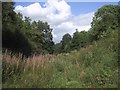 The overgrown Hook Norton cutting