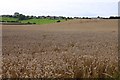 SP4114 : Arable field by Long Hanborough by Steve Daniels