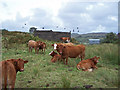 NG3435 : Cattle in Portnalong by Richard Dorrell
