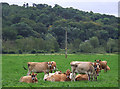 Grazing south of Tixall, Staffordshire