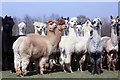 Lightfoot Alpacas Farm, Slipmill Road, Hawkhurst