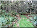 Green grass path through woodland on Colhook Common