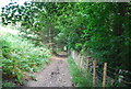 Track through the woods below Conwy Mountain