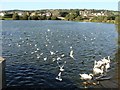 Birds on the lake at Llanelli Water Park