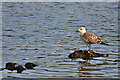 Cosmeston Lakes - juvenile gull