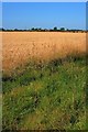 Public Footpath Near Potto Carr