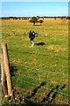 Pasture, Summerfield Farm