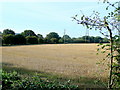 Stubble field, Aston under Hill