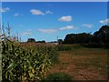 Maize crop at Beeford