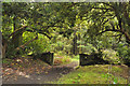 SN5919 : Woodland walk - Gelli Aur Country Park by Mick Lobb