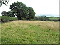 Upland pasture