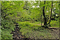 Glade and rocky stream - Gelli Aur Country Park