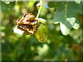 Acorn, Merrow Common