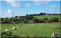 Sheep grazing at Derwyn Fawr Farm