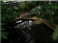 Paignton : Paignton Zoo, Nile Crocodile