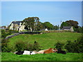 Cattle resting at Cabragh