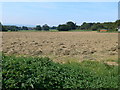 Cut silage drying in a field near Burton