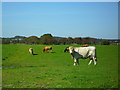 J5845 : Cattle at Glebe Townland by Dean Molyneaux