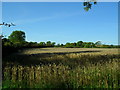 Ballynagross Upper Townland