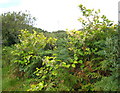 Japanese Knotweed (Fallopia japonica)