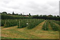 Soft fruit, Downingbury Farm