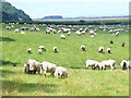 SS4792 : Salt Lamb, by Weobley by Colin Smith