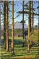 Slieve Donard through the Trees