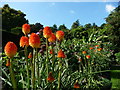 Mid Devon : Knightshayes Court, Flowers in the Allotment