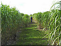 Miscanthus near High Hoyland