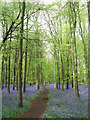 Bluebells at Dockey Wood, Ashridge