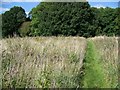 Footpath, Wilton Brail