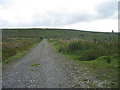 Track through Hartleyburn Common Plantation