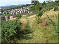 Hillside of Bolton Woods