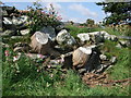 Old tree stumps in dry stone wall Llanrwst