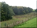 Woodland by the Carmunnock Bypass