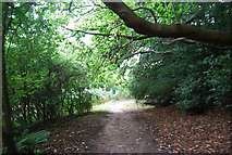 TQ5335 : Tunbridge Wells Circular Path in the trees near Forge Farm by N Chadwick