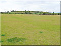 Flat pasture near Sedgeberrow