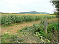 Crop of sweetcorn