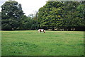 Horse in a field by the Tunbridge Wells Circular Path near Shirley Hall