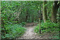 Waymarker for the Tunbridge Wells Circular Path, Toll Wood