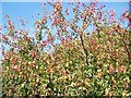 Spindle tree (Euonymus europaeus), Tisbury