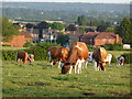 Hitcham Farm Ayrshires,from farm footpath view to Milner Road houses