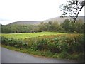 A wet meadow by Backbog Burn